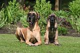 DOGUE ALLEMAND 824